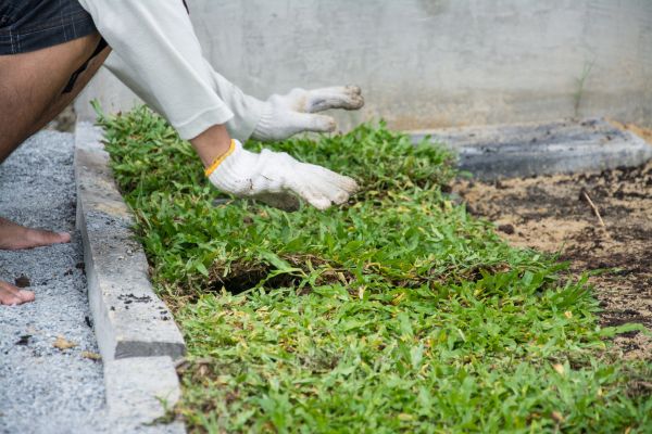 Ground Cover Planting in Asheville