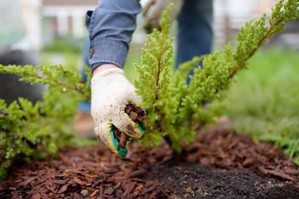 Church Mulching in Asheville
