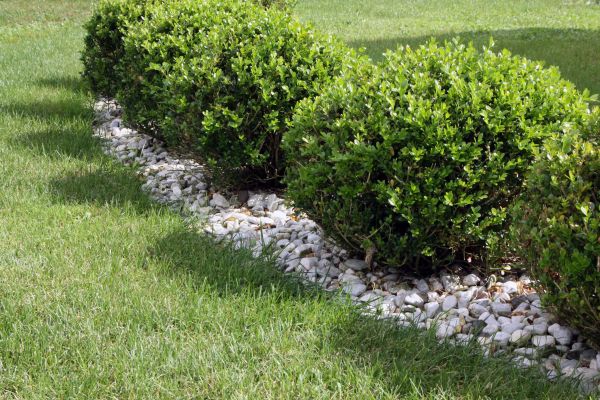 Boxwood Planting in Asheville