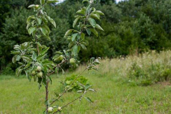 Apple Tree Planting in Asheville