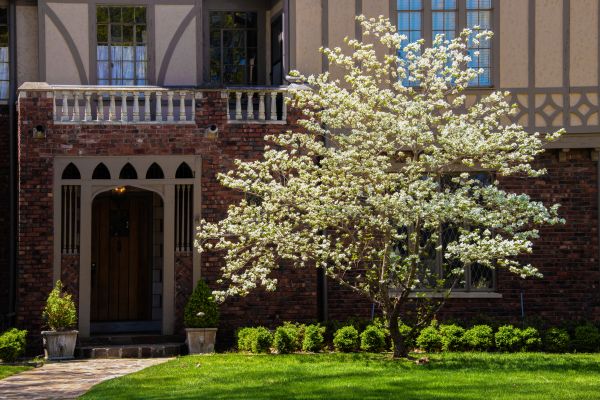 Dogwood Tree Planting in Asheville